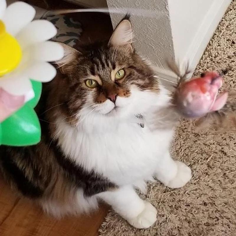 50% RABATT | HappyCats - Interaktives Vogelspielzeug für Katzen [Letzter Tag Rabatt]