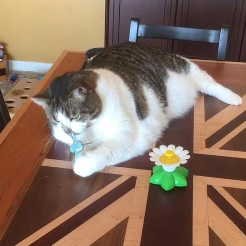 50% RABATT | HappyCats - Interaktives Vogelspielzeug für Katzen [Letzter Tag Rabatt]