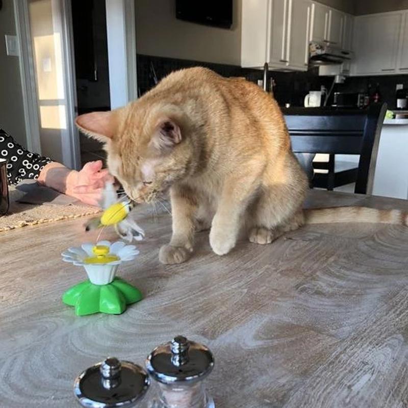50% RABATT | HappyCats - Interaktives Vogelspielzeug für Katzen [Letzter Tag Rabatt]
