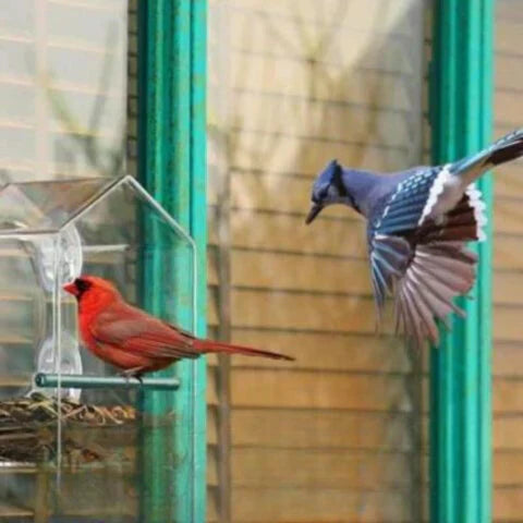 Birdelio Fenster-Vogelhaus | Transparent & Wetterfest | Mit Saugnäpfen | Für Naturnahe Vogelbeobachtung