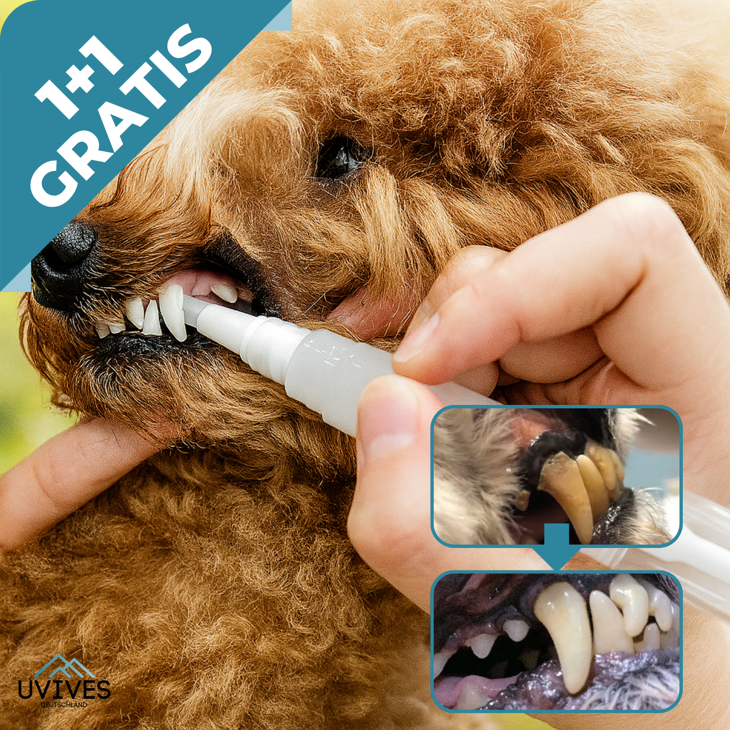 1+1 GRATIS | PawBright – Zahnpflege für Haustiere leicht gemacht