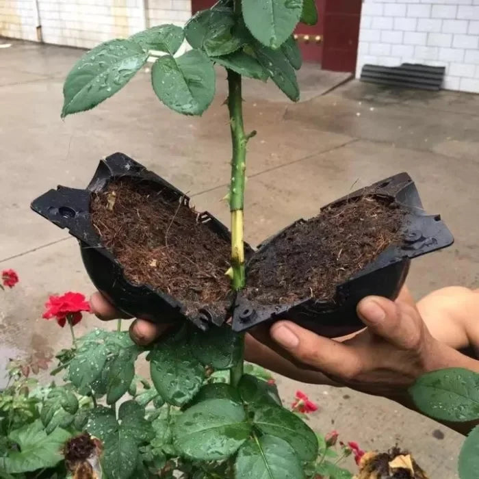 3+2 GRATIS | GrowBox - Pflanzenwurzel-Anzuchtbox [Letzter Tag Rabatt]