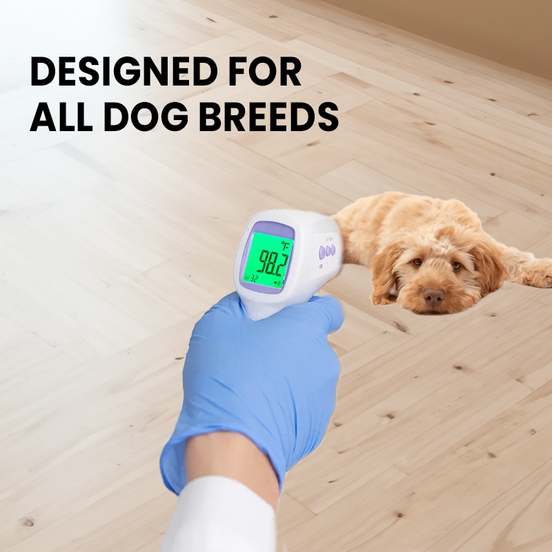 PawTemp – Stressfreie Fiebermessung für jeden Hund!