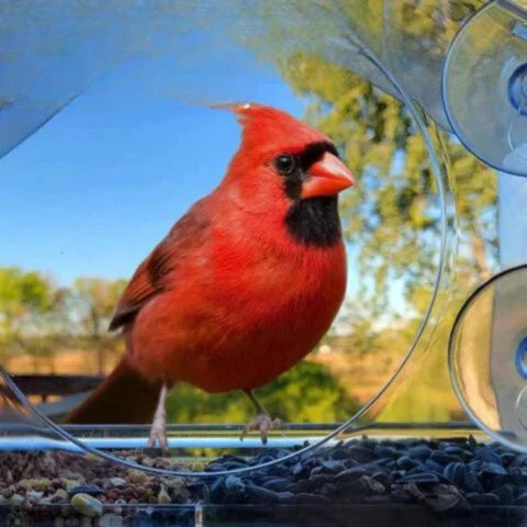 Birdelio Fenster-Vogelhaus | Transparent & Wetterfest | Mit Saugnäpfen | Für Naturnahe Vogelbeobachtung