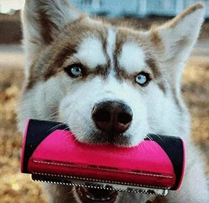 PetCare – Für glänzendes Fell & glückliche Haustiere!