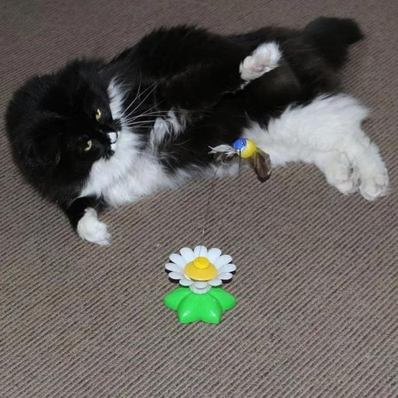 50% RABATT | HappyCats - Interaktives Vogelspielzeug für Katzen [Letzter Tag Rabatt]