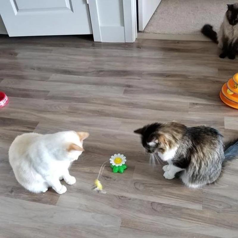 50% RABATT | HappyCats - Interaktives Vogelspielzeug für Katzen [Letzter Tag Rabatt]