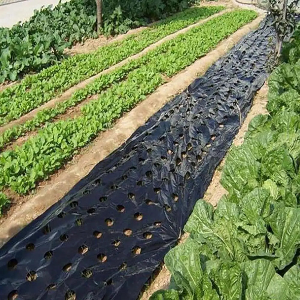 AgroGrow PE Agrarfolie mit Pflanzlöchern | 95 cm Breite | Wärmespeichernd & Feuchtigkeitsschützend | Ideal für Gemüseanbau