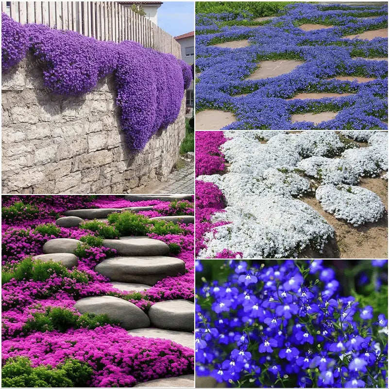 BloomMat™ – Der duftende Bodendecker für Garten &amp; Wege