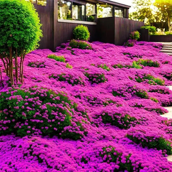 BloomMat™ – Der duftende Bodendecker für Garten &amp; Wege