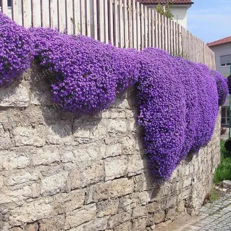 BloomMat™ – Der duftende Bodendecker für Garten &amp; Wege