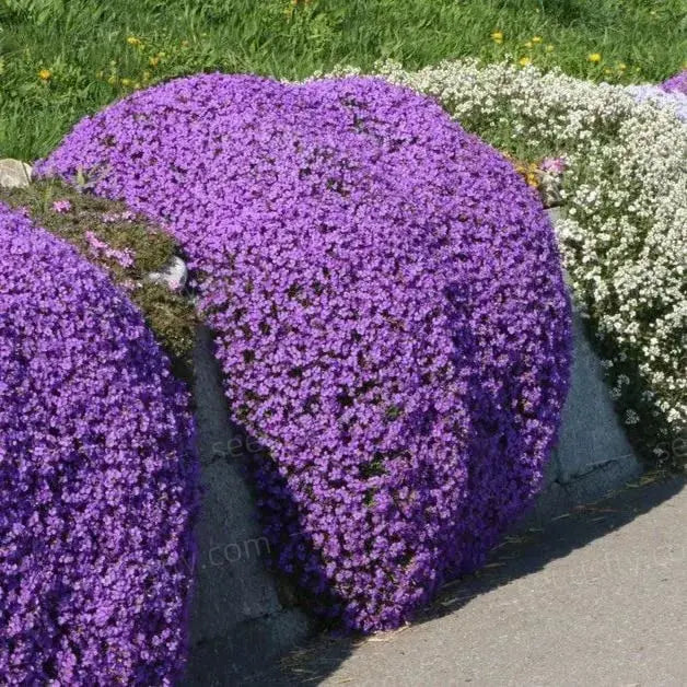 BloomMat™ – Der duftende Bodendecker für Garten &amp; Wege