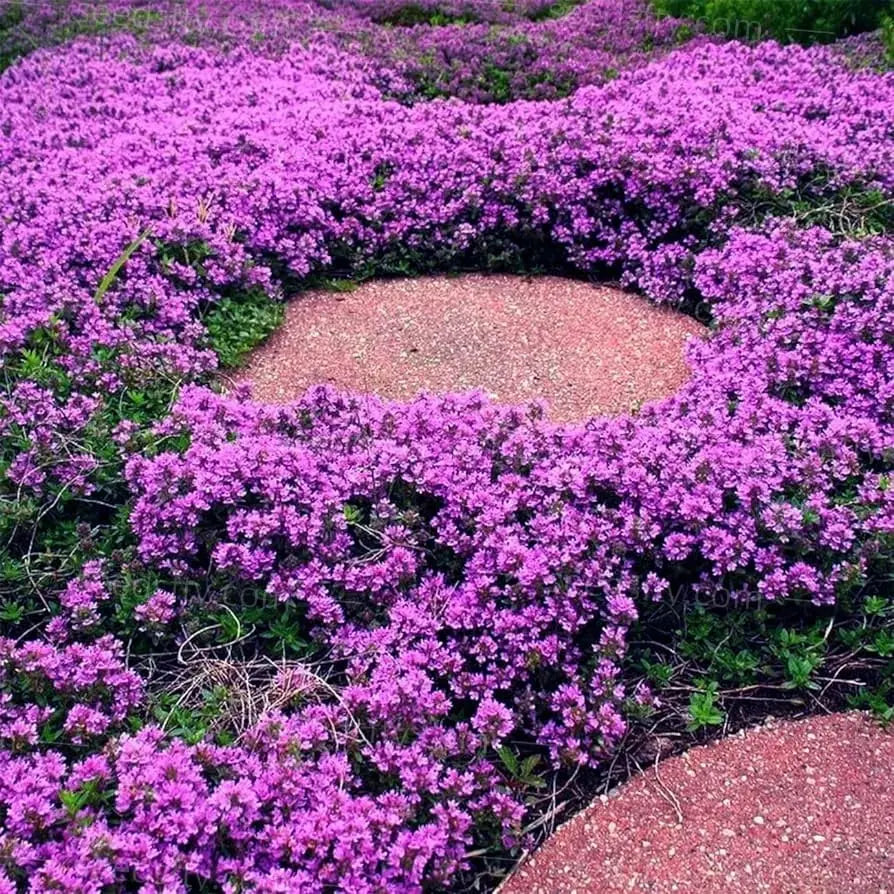 BloomMat™ – Der duftende Bodendecker für Garten &amp; Wege