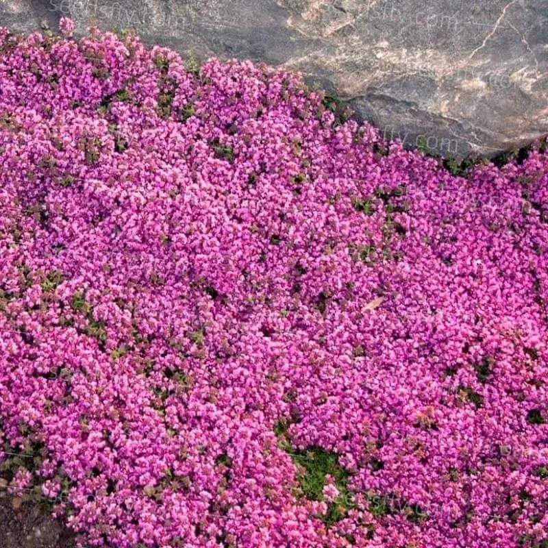 BloomMat™ – Der duftende Bodendecker für Garten &amp; Wege
