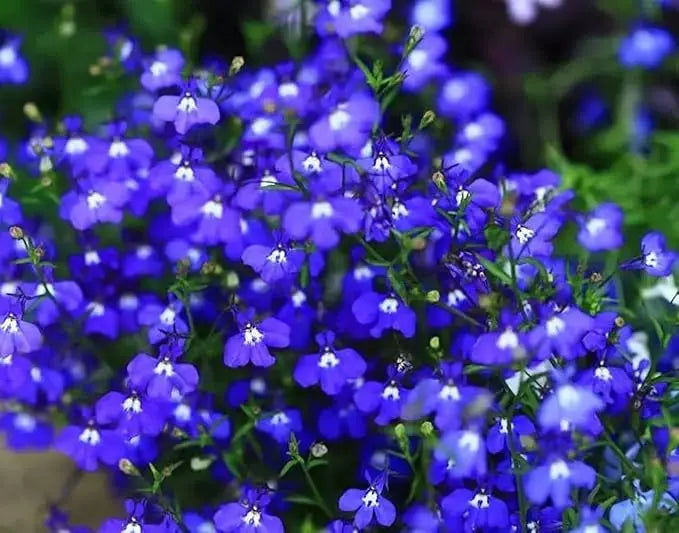 BloomMat™ – Der duftende Bodendecker für Garten &amp; Wege