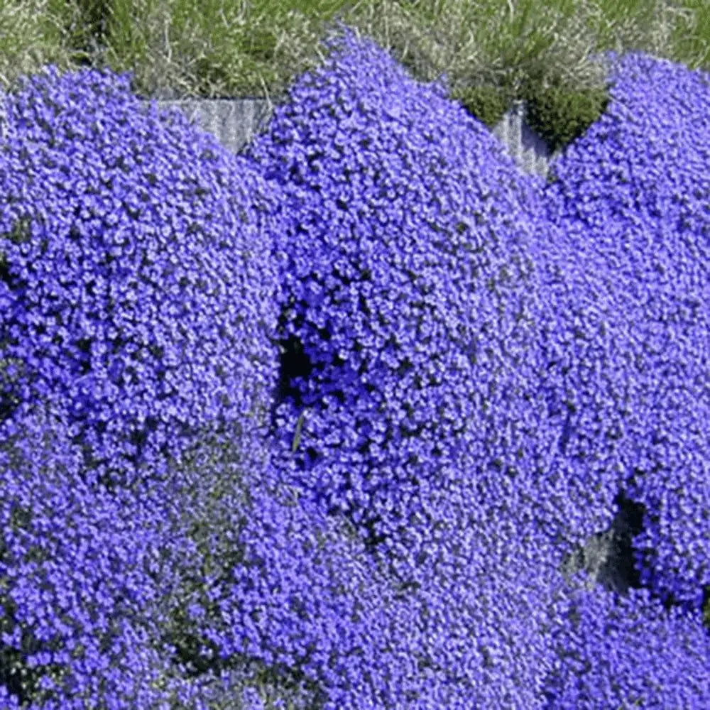 BloomMat™ – Der duftende Bodendecker für Garten &amp; Wege