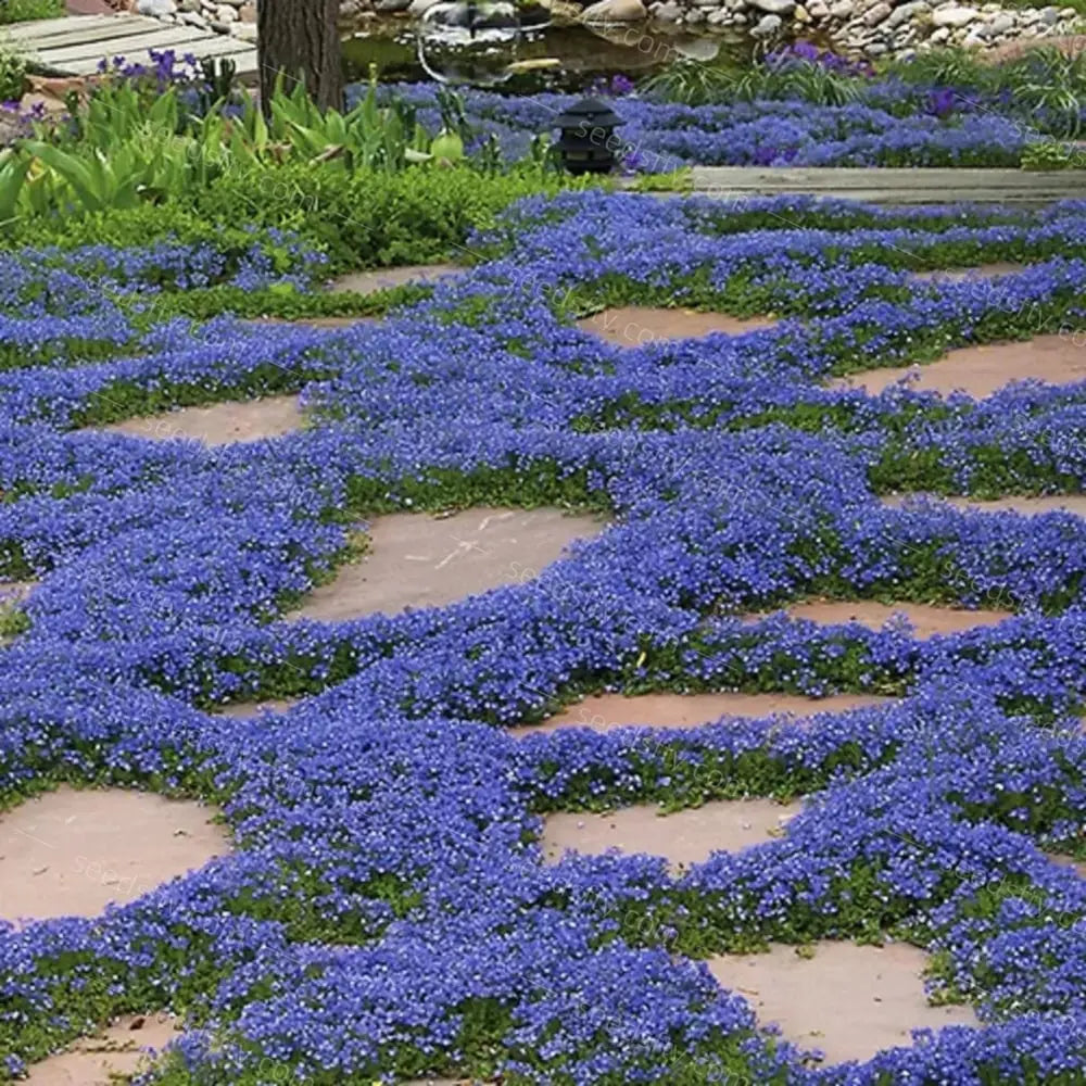 BloomMat™ – Der duftende Bodendecker für Garten &amp; Wege