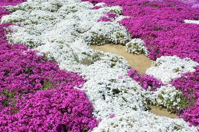 BloomMat™ – Der duftende Bodendecker für Garten &amp; Wege