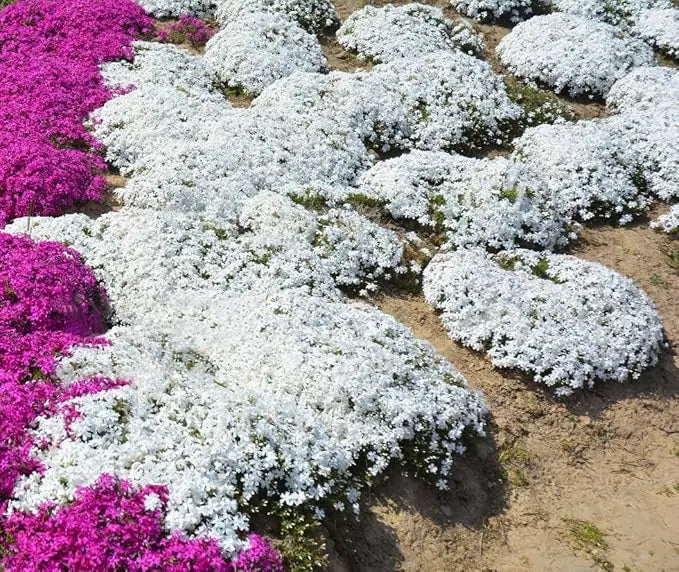 BloomMat™ – Der duftende Bodendecker für Garten &amp; Wege