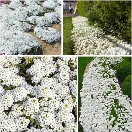 BloomMat™ – Der duftende Bodendecker für Garten &amp; Wege