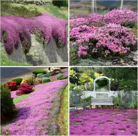 BloomMat™ – Der duftende Bodendecker für Garten &amp; Wege