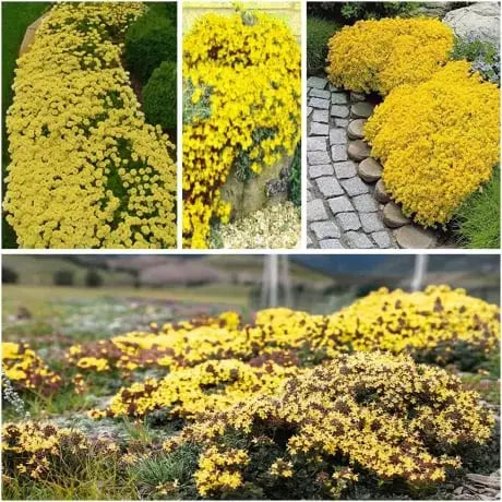 BloomMat™ – Der duftende Bodendecker für Garten &amp; Wege