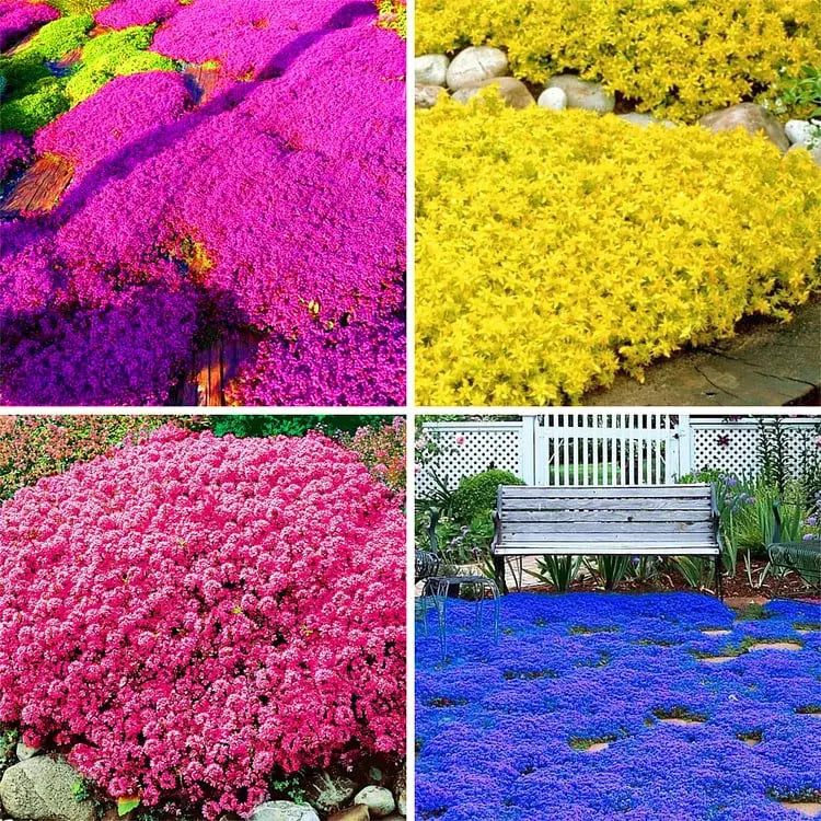 BloomMat™ – Der duftende Bodendecker für Garten &amp; Wege
