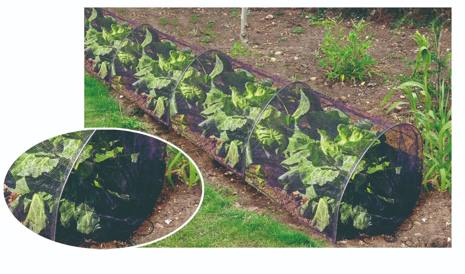GrowMaster Tunnel | Robustes Gewächshaus für Pflanzen | Flexibel & Selbstregulierend | Für Gemüse, Kräuter & Anzucht