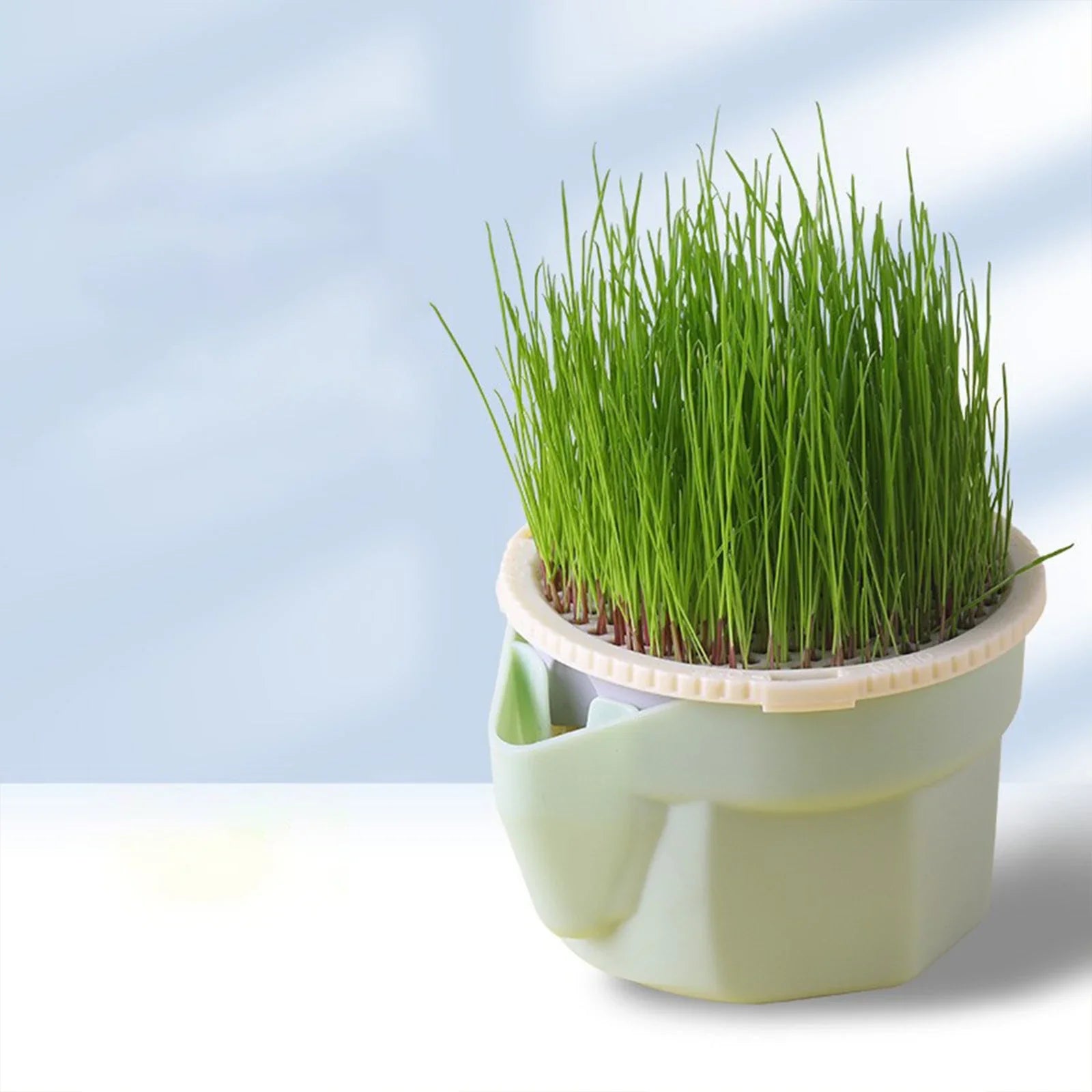 Sprouti Katzengras Becher | Ohne Erde | BPA-frei & Wiederverwendbar | Für Sprossen & Weizengras