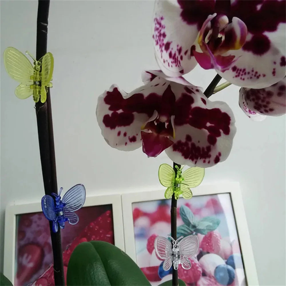 Bloomora | Pflanzenclips | Bunt & Wiederverwendbar | Für Orchideen & Rankpflanzen