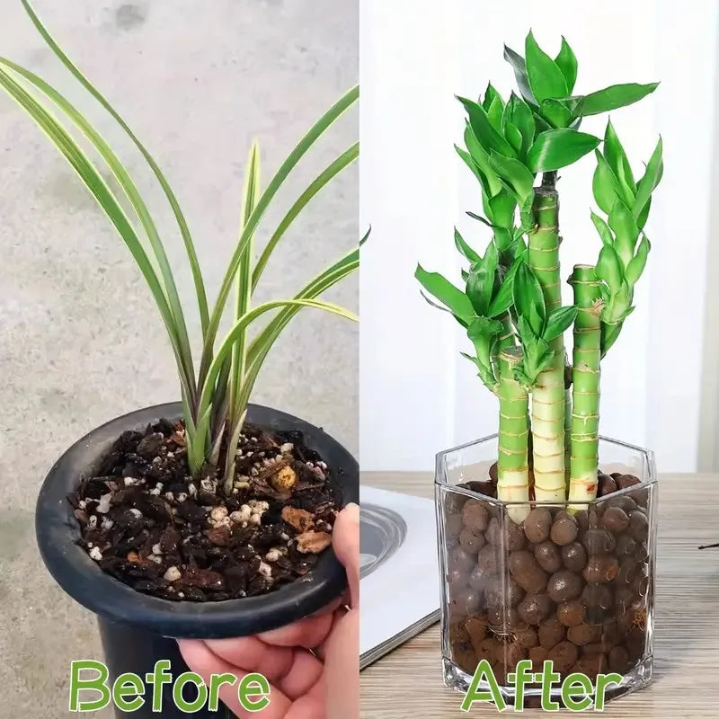 RootGuard | Blähton-Kugeln | Optimale Belüftung | Organisch & Wiederverwendbar