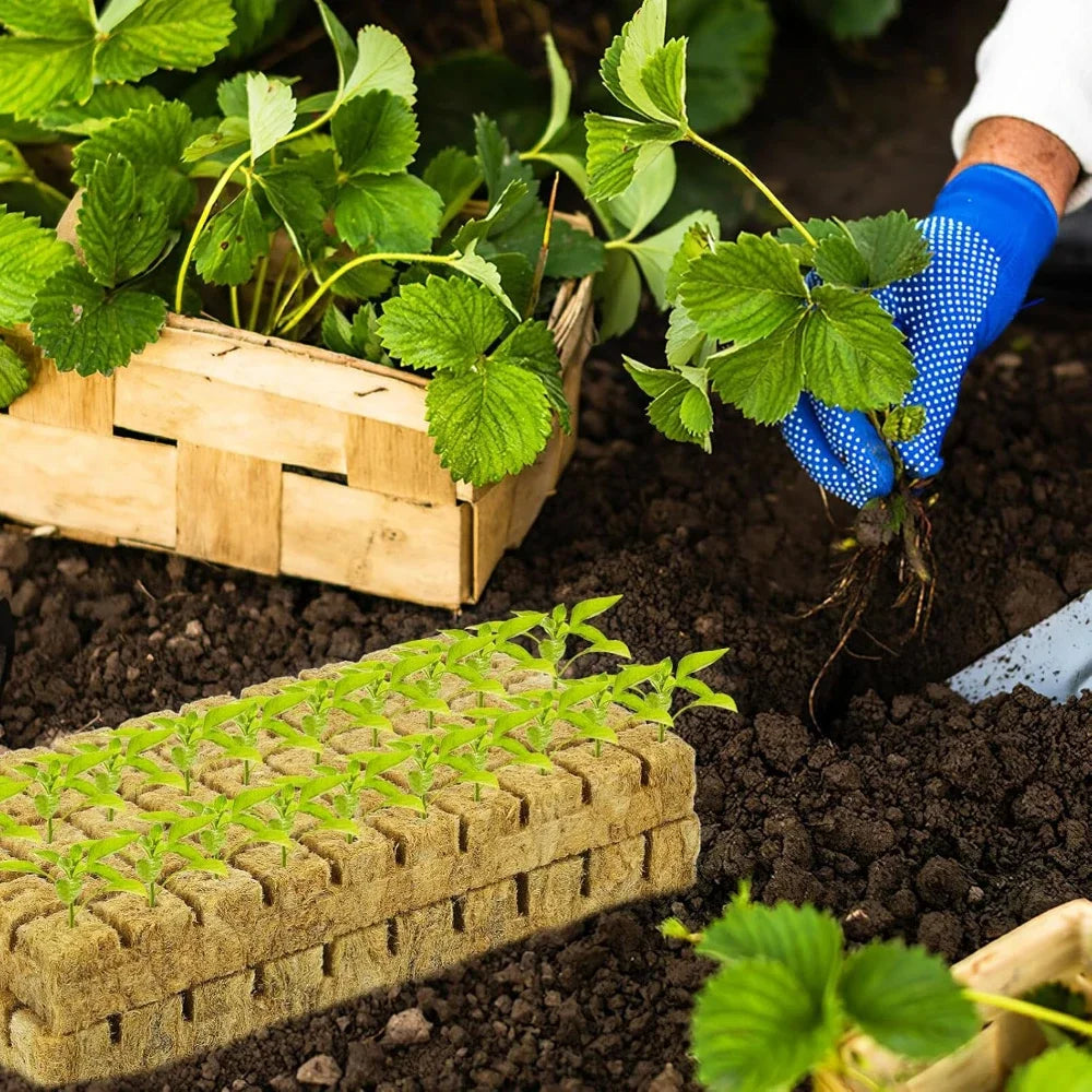GreenCube | Anzuchtwürfel für Hydroponik | Optimal für Pflanzenwachstum | 50 bis 500 Stück