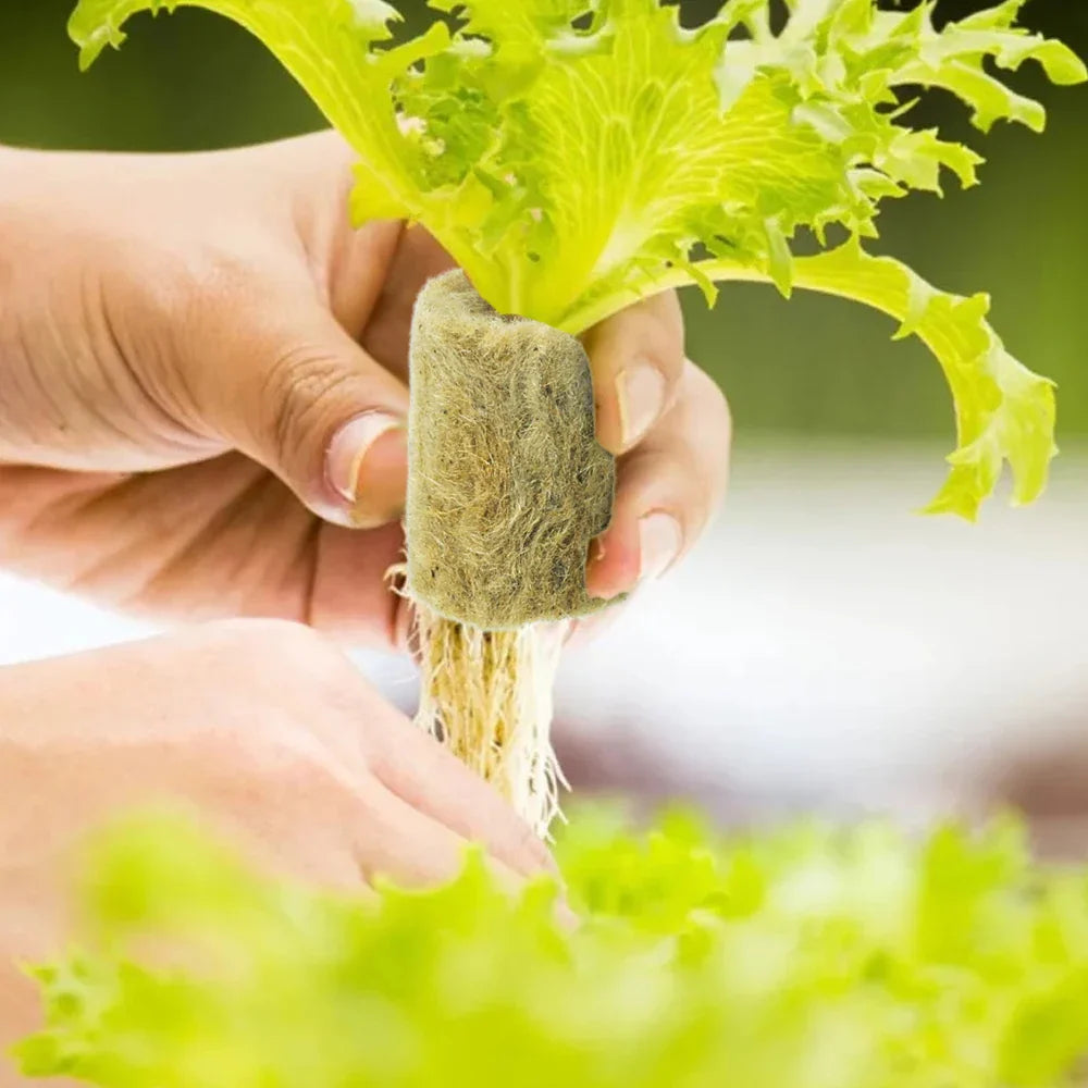 Rootify GrowPlugs | Steinwolle Anzuchtwürfel | Optimale Wurzelentwicklung | Saubere Hydrokultur