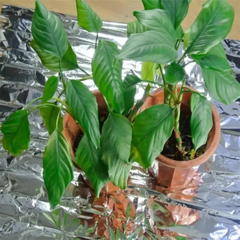 GrowMax | Reflektionsfolie | Maximiert Pflanzenwachstum | Langlebig & Vielseitig