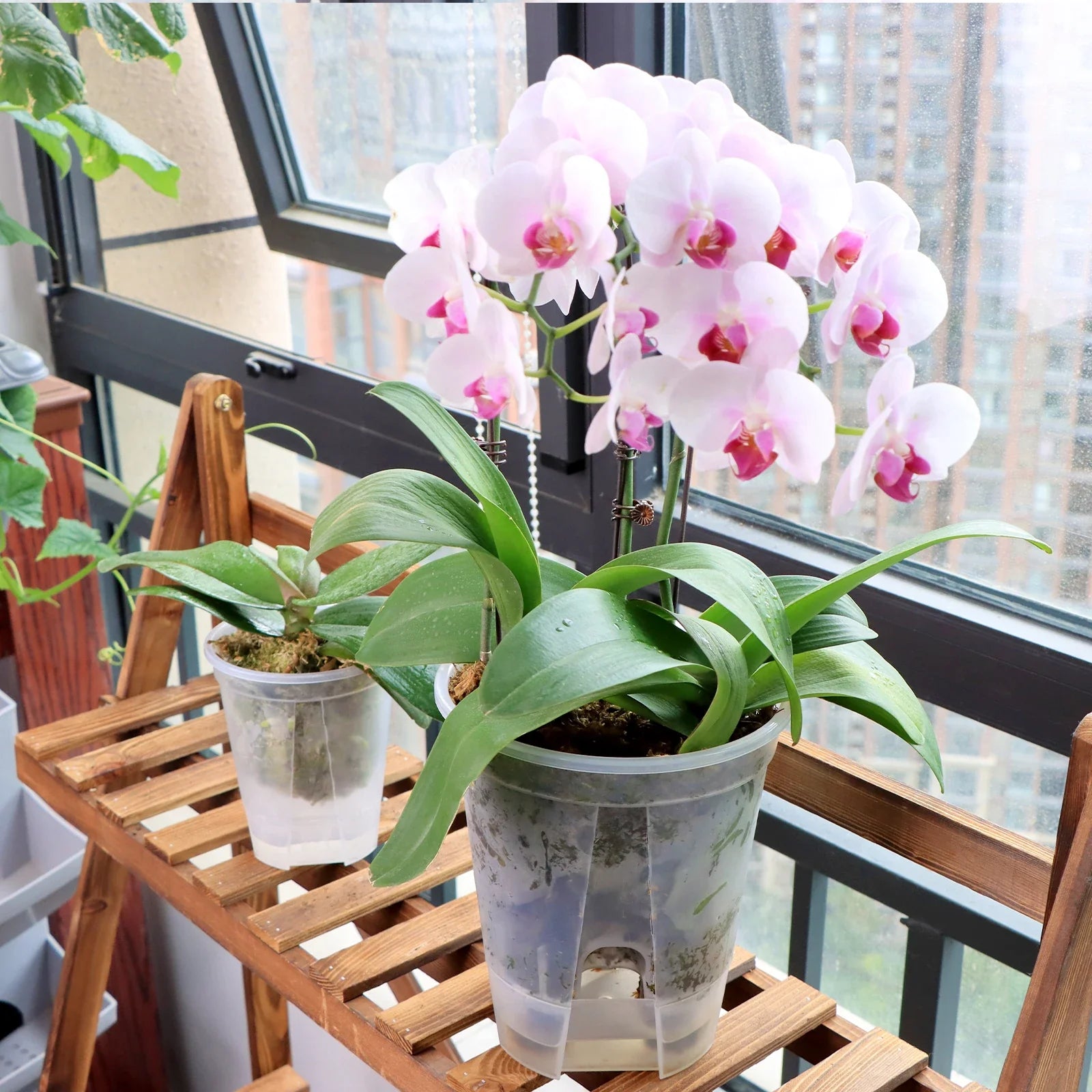 Clairvo Blumentopf | Transparent & Selbstbewässernd | Für Zimmerpflanzen & Orchideen