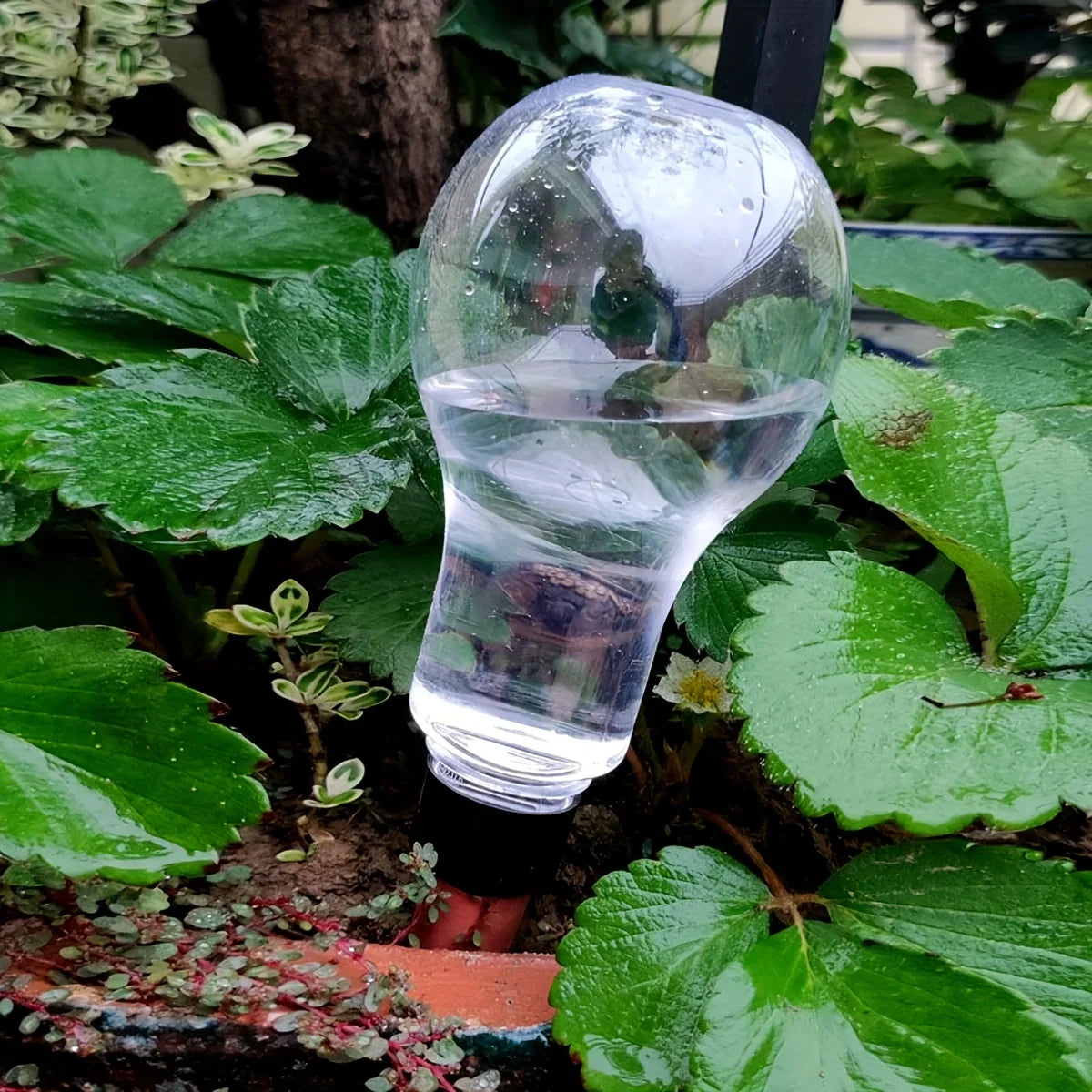 HydroBloom AquaDrop | Pflanzbewässerung | Automatisch & Transparent | Für Balkon & Zimmerpflanzen