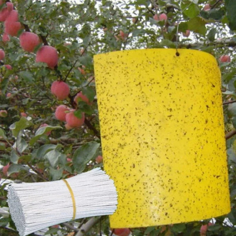 FruttoGuard Fruchtfliegenfalle | Umweltfreundlich & Giftfrei | Doppelseitig | 20 Stück