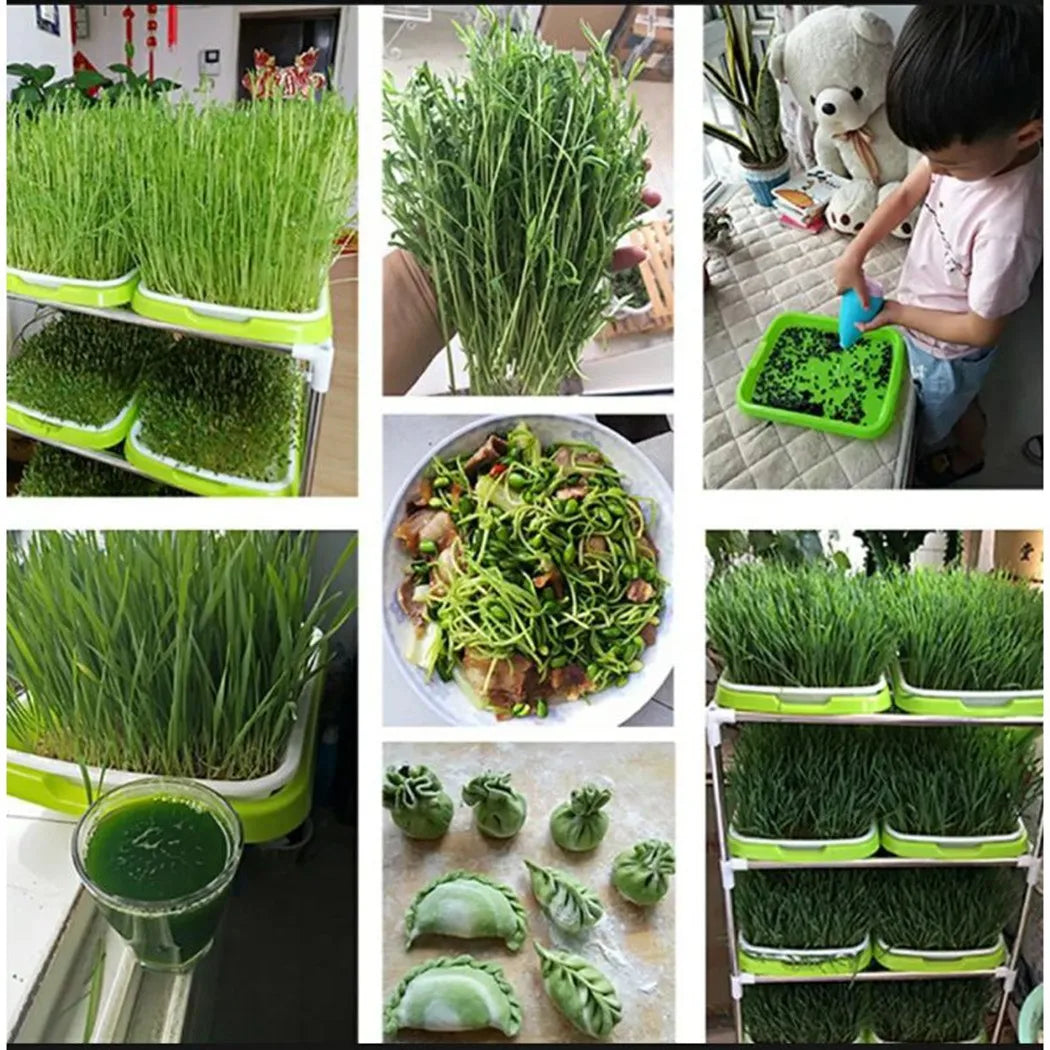 Grünello Keimschale | 2-Schicht-System | Für Microgreens & Sprossen | BPA-freier Kunststoff
