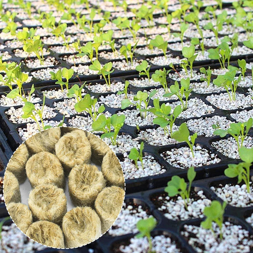 Rootify GrowPlugs | Steinwolle Anzuchtwürfel | Optimale Wurzelentwicklung | Saubere Hydrokultur