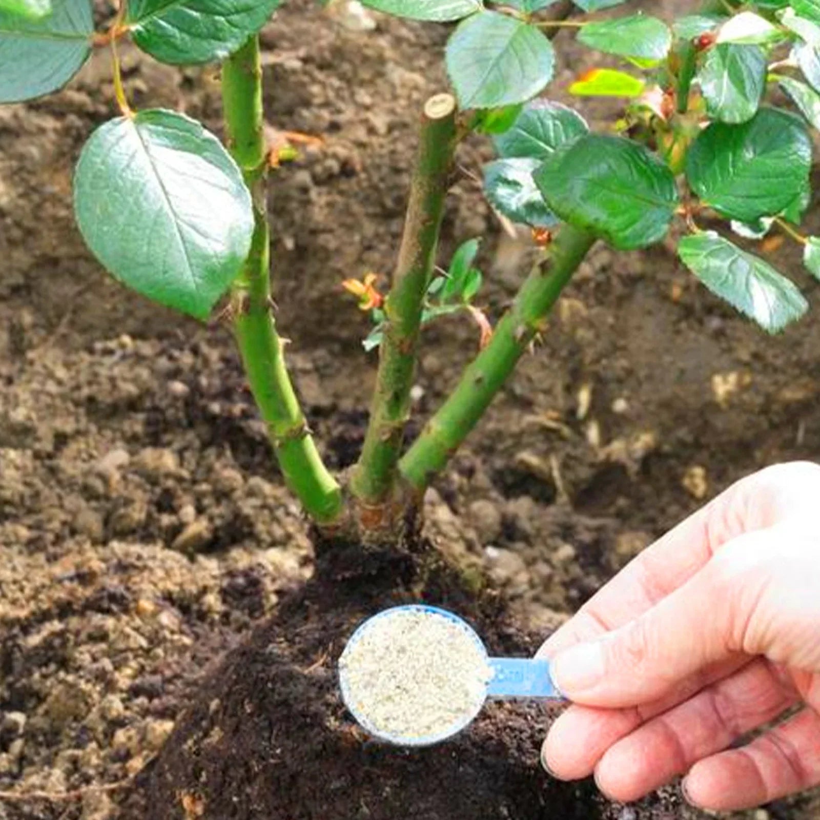 RootForce Bio | Organisches Wurzelpulver | Schnelles Wurzelwachstum | Für Alle Pflanzenarten