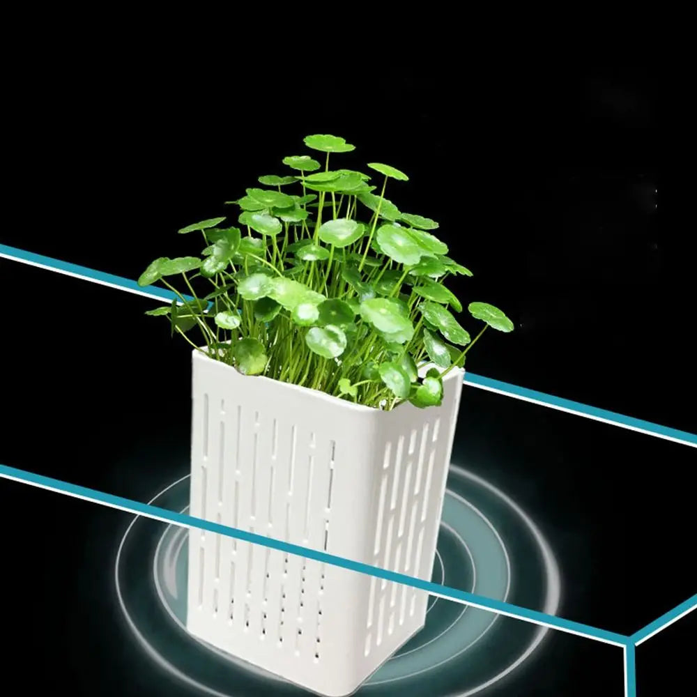 1+1 GRATIS | TankBloom – Natürliches Flair für dein Aquarium!