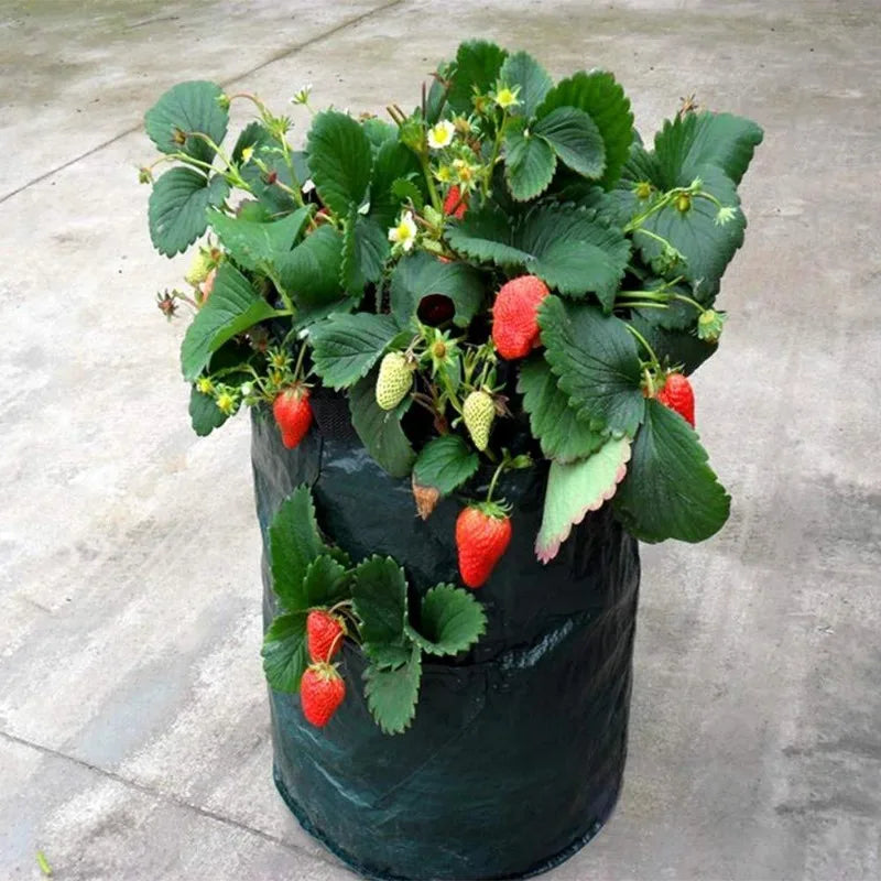 GrowMax | Pflanzsack für Balkon & Garten | Mehrfachöffnungen | Wetterfest & Langlebig