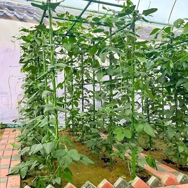 PlantGuard Pro | 20er-Set Pflanzenstützen | Stabil & Vielseitig | Für Tomaten, Gurken & Kletterpflanzen