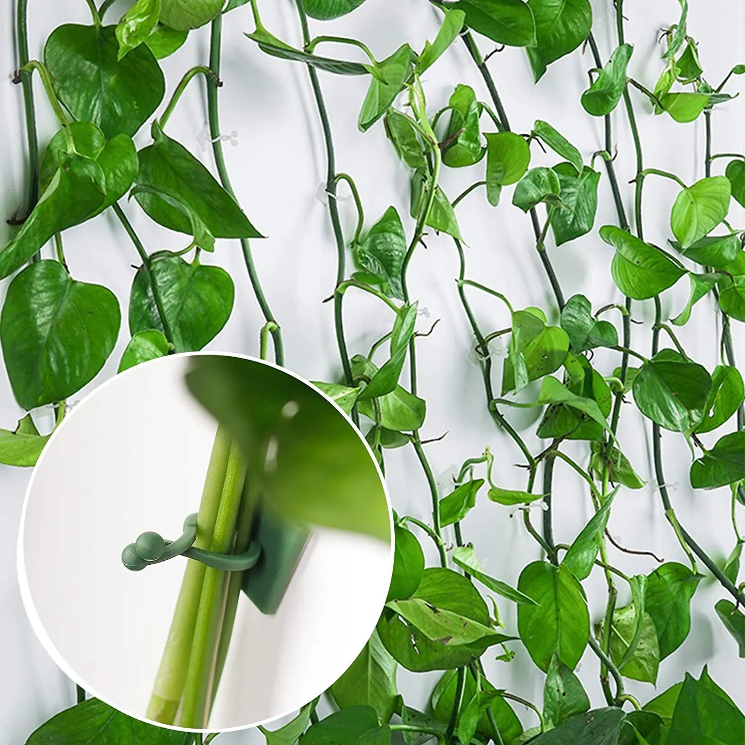 Plantix Selbstklebende Pflanzenclips 10/50 Stück | Rankhilfe für Kletterpflanzen | Unsichtbare Befestigung für Wände & Fenster
