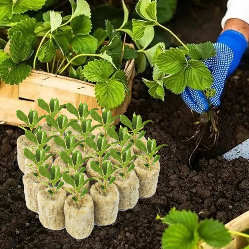 Rootify GrowPlugs | Steinwolle Anzuchtwürfel | Optimale Wurzelentwicklung | Saubere Hydrokultur