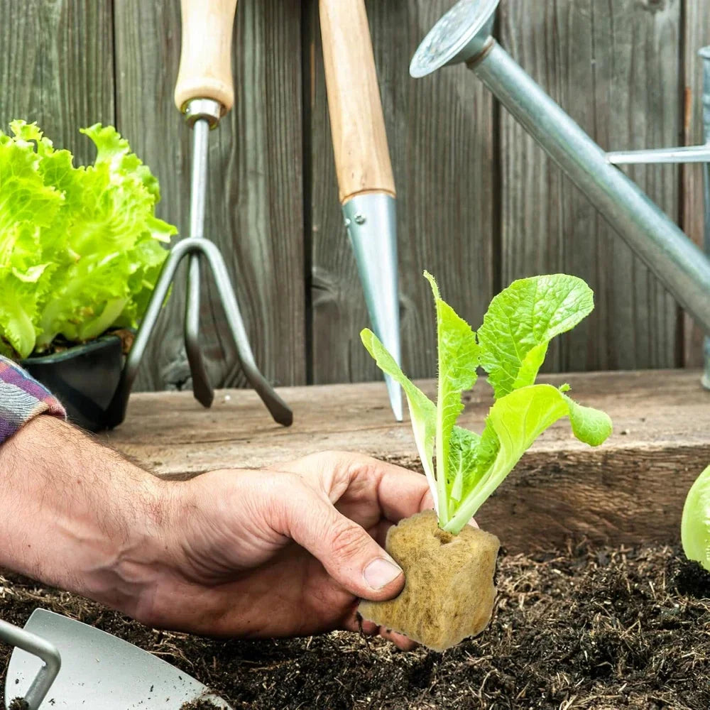 GreenCube | Anzuchtwürfel für Hydroponik | Optimal für Pflanzenwachstum | 50 bis 500 Stück