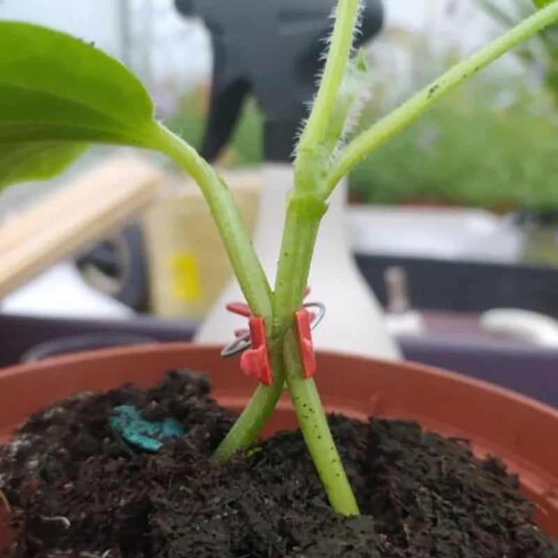PlanturaClip Pflanzenclips | Stabilisieren & Fixieren | Sanft zur Pflanze | Vielseitig Einsetzbar