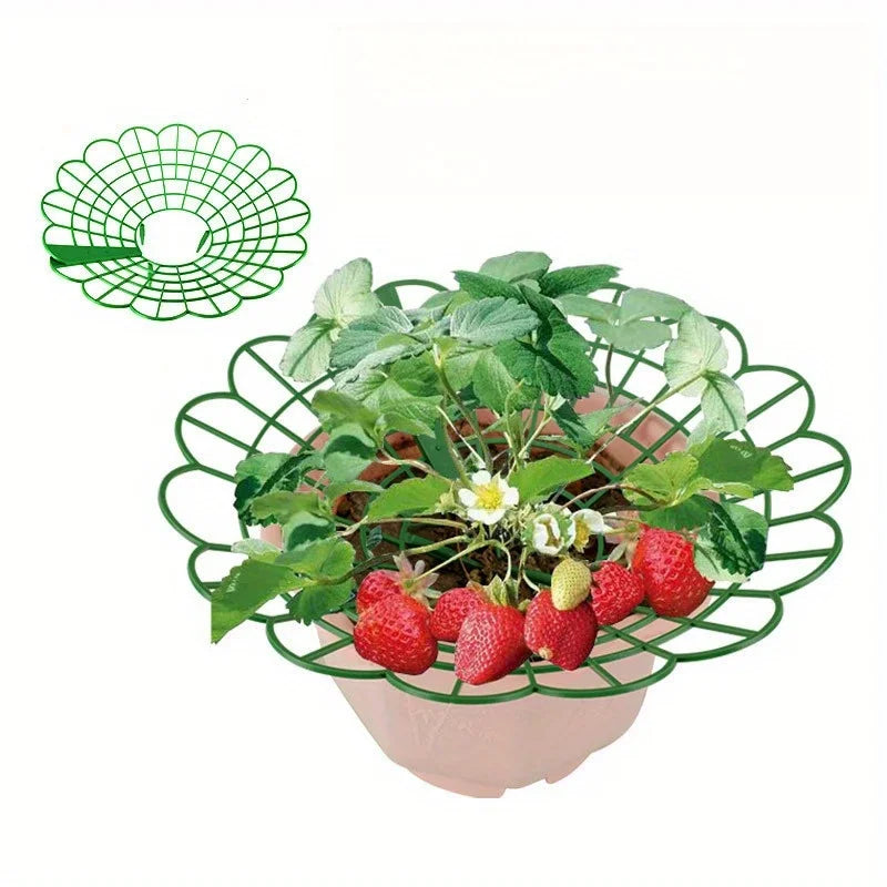 BerryGuard | Pflanzenstützen für Erdbeeren | Schützt vor Fäulnis & Schmutz | Stabil & Wiederverwendbar