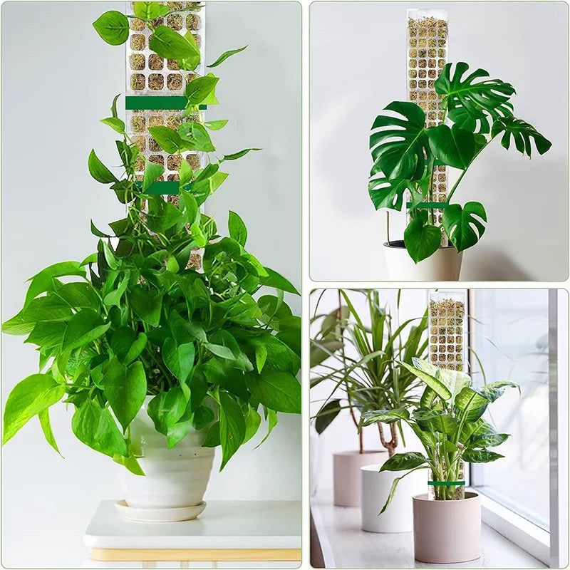 GrowMaster ClimbaLeaf Moosstab-Set | Transparent & Flexibel | Für Kletterpflanzen | Fördert Vertikales Wachstum