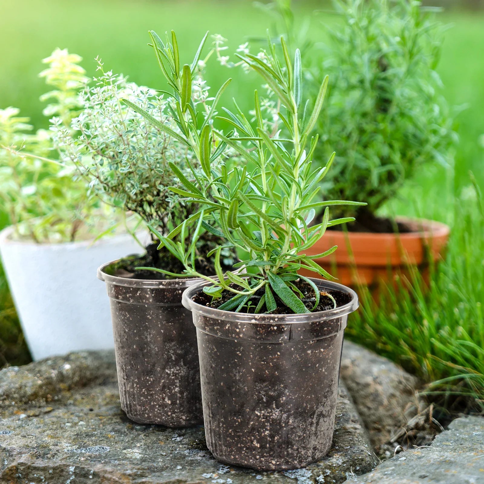 ClearRoot Pots | Transparente Pflanztöpfe | Mit Drainage | Für Anzucht & Zimmerpflanzen